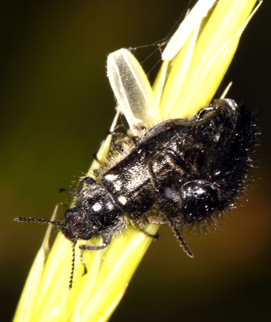 Enicopus pilosus - Copyright Denis Bourgeois
